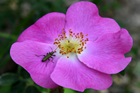 Chrysanthia viridissima Chrysanthia viridissima
